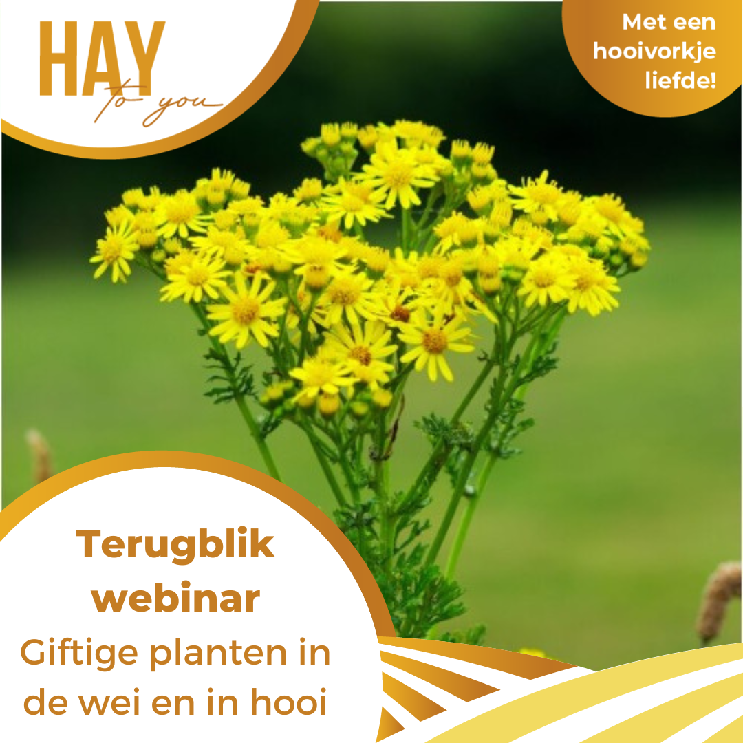 terugblik webinar